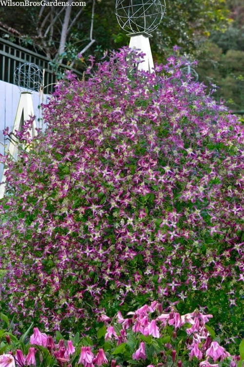 Rubromarginata Fragrant Clematis - 1 Gallon Pot - Image 4