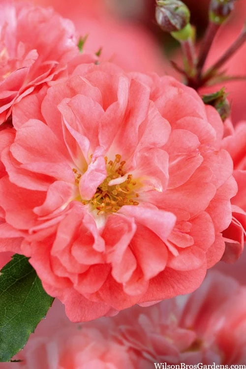 Coral Drift Groundcover Rose - 2 Gallon Pot - Image 4