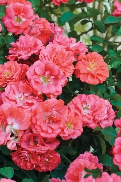 Coral Drift Groundcover Rose - 2 Gallon Pot - Image 6