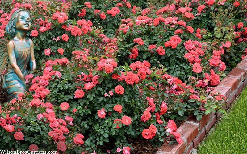 Coral Drift Groundcover Rose - 2 Gallon Pot - Image 5