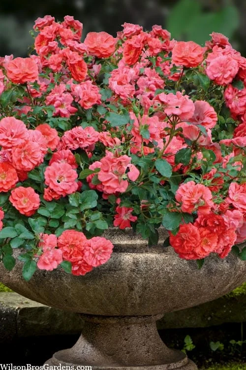 Coral Drift Groundcover Rose - 2 Gallon Pot