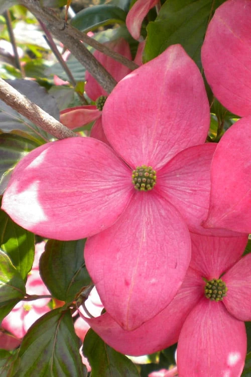 Pink Chinese Dogwood - Cornus Kousa 'Satomi' - 5 Gallon Pot - Image 5