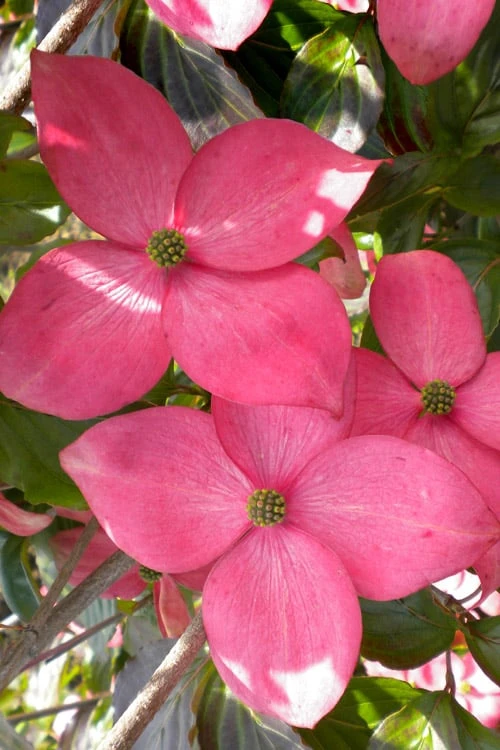 Pink Chinese Dogwood - Cornus Kousa 'Satomi' - 5 Gallon Pot