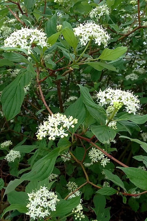 Arctic Fire Red Twig Dogwood - 12" Pot - Image 5