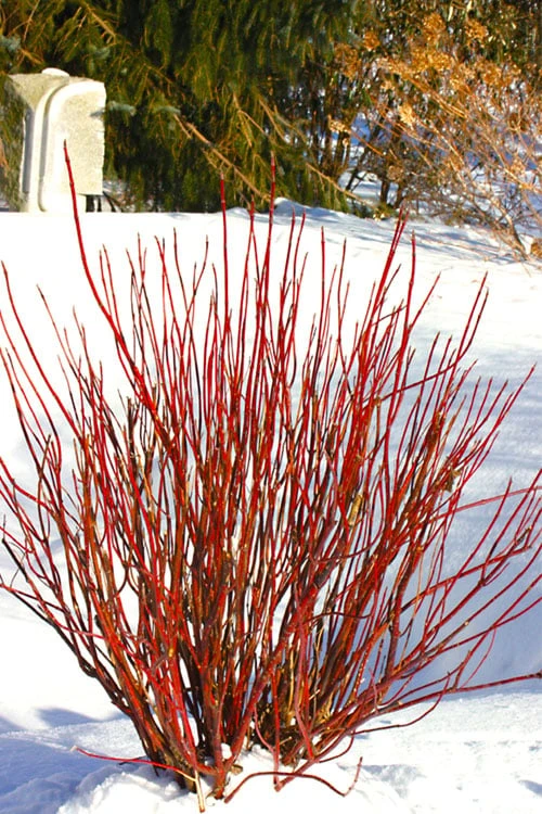 Arctic Fire Red Twig Dogwood - 12" Pot