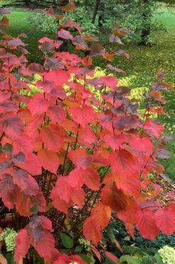 American Hazelnut (Filbert) - 3 Gallon Pot