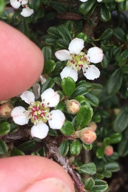 Streib's Findling Cotoneaster - 1 Gallon Pot - Image 8