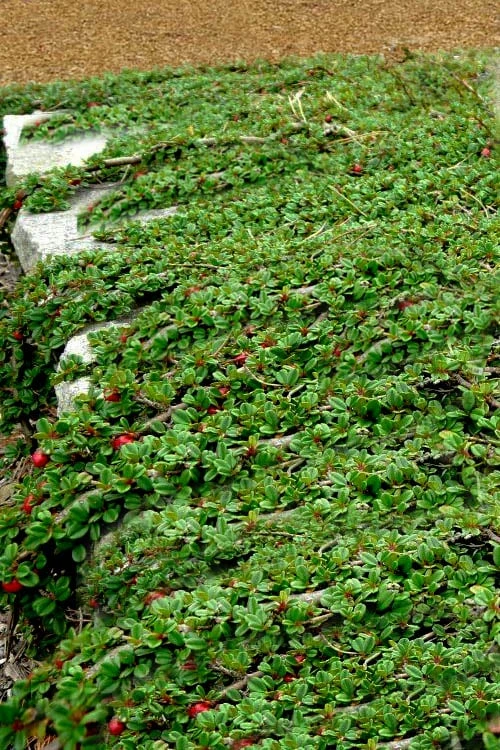 Streib's Findling Cotoneaster - 1 Gallon Pot - Image 6