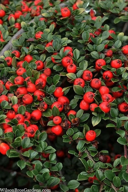 Streib's Findling Cotoneaster - 1 Gallon Pot - Image 5