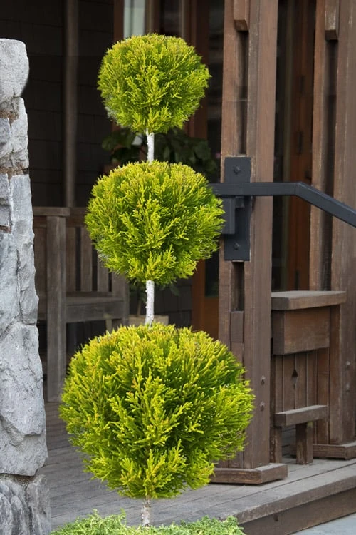 Goldcrest Monterey Lemon Cypress 3-Ball Poodle Tier Topiary - 7 Gallon Pot