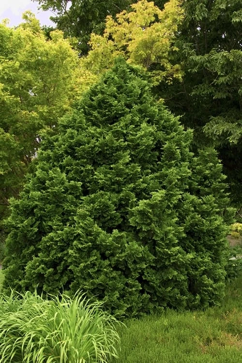 Tempelhof Hinoki Cypress - 3 Gallon Pot - Image 5