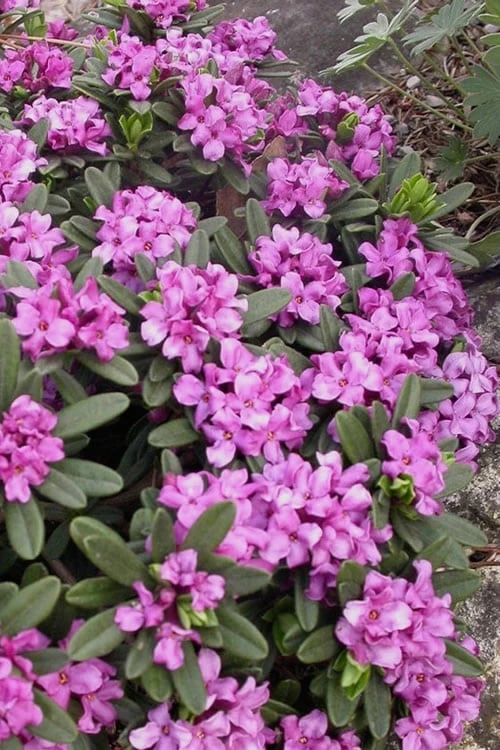 Lawrence Crocker Dwarf Daphne - 2 Gallon Pot - Image 4