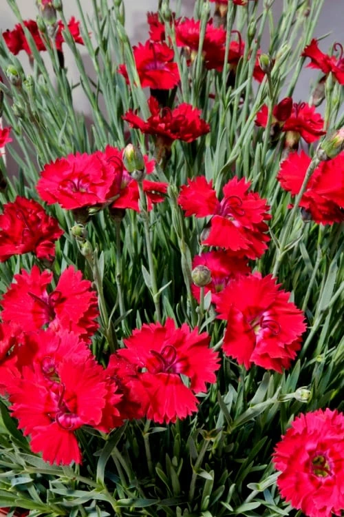 Fire Star Dianthus (Carnation) - 10 Pack Of Quart Pots - Image 5