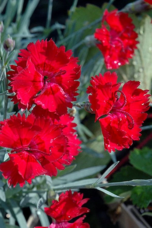 Fire Star Dianthus (Carnation) - 10 Pack Of Quart Pots - Image 4