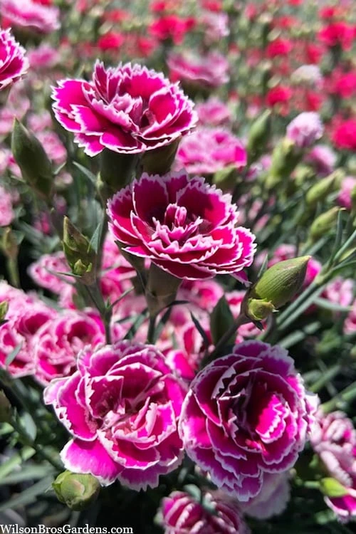 Super Trouper Magenta White Dianthus (Carnation) - 5 Pack Of Quart Pots