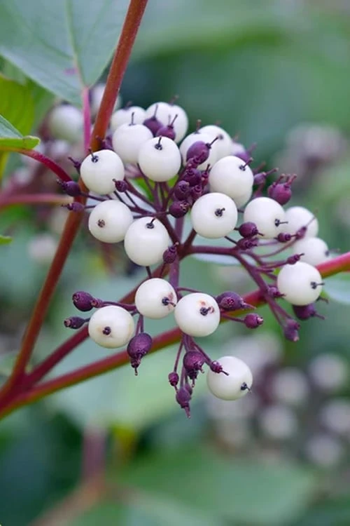 Arctic Fire Red Twig Dogwood - 12" Pot - Image 6