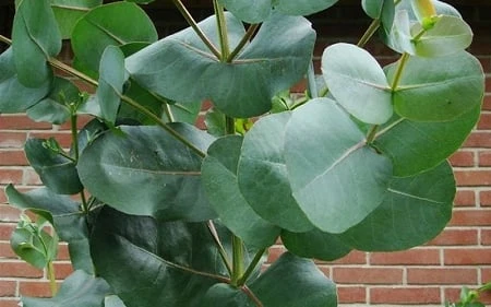 Big O Cold Hardy Eucalyptus Tree (Eucalyptus Neglecta) - 2 Gallon Pot - Image 7