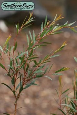 Skinny Minny Hardy Eucalyptus Tree (Eucalyptus Moorei) - 2 Gallon Pot