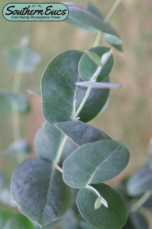 Big O Cold Hardy Eucalyptus Tree (Eucalyptus Neglecta) - 3 Gallon Pot