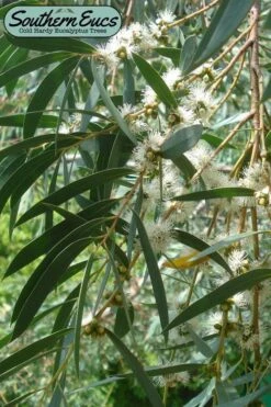 Funky Monkey Cold Hardy Eucalyptus Tree (Eucalyptus Parvula) - Quart Pot