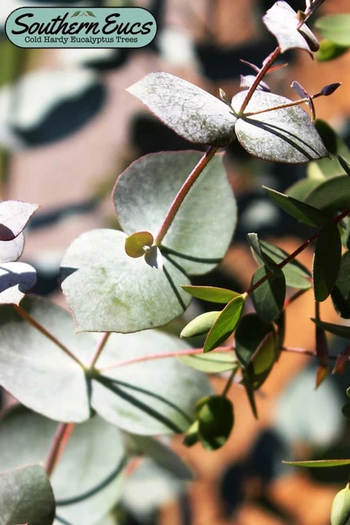 Maggie Cold Hardy Eucalyptus Tree (Eucalyptus Nova Anglica) - 3 Gallon Pot