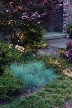 Blue Fescue Grass (Festuca Glauca) - 10 Pack Of Quart Pots