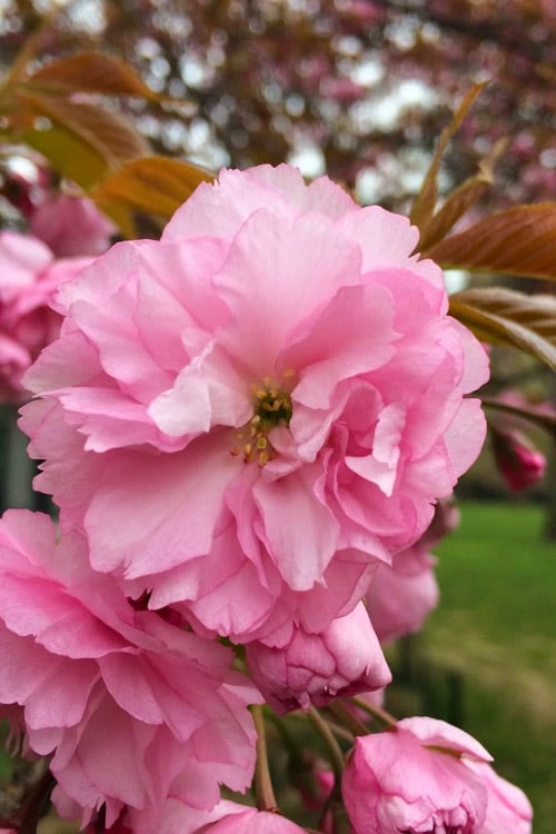 Kwanzan Pink Double Flowering Cherry Tree - 2 Gallon Pot