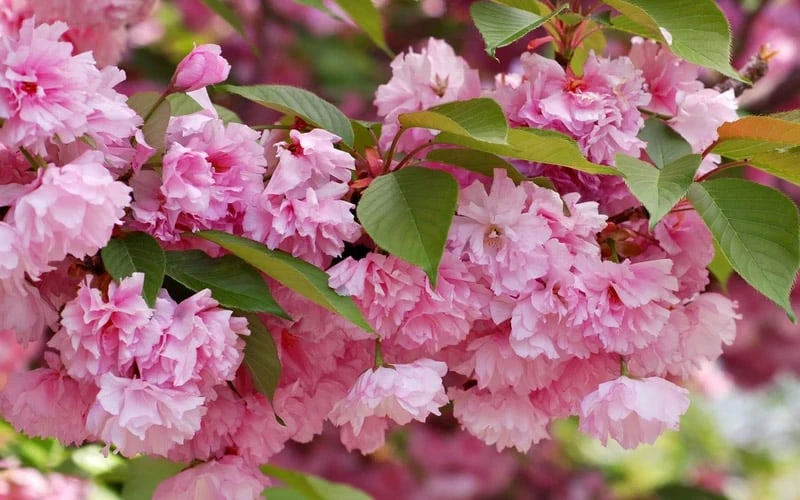 Kwanzan Pink Double Flowering Cherry Tree - 2 Gallon Pot - Image 6