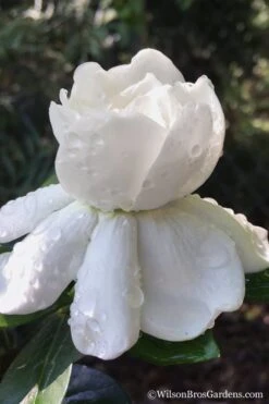 Crown Jewel Gardenia - 6-Pack Of 1 Gallon Pots