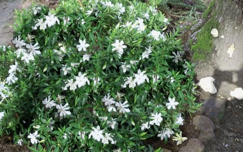 Frost Proof Gardenia - 3 Gallon Pot - Image 4