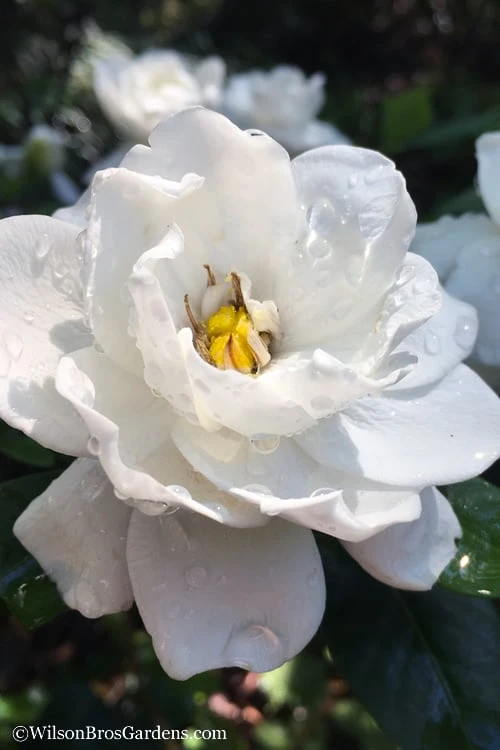 Crown Jewel Gardenia - 1 Gallon Pot - Image 6