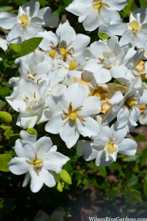 Snow Flurry Hardy Gardenia - 1 Gallon Pot - Image 4