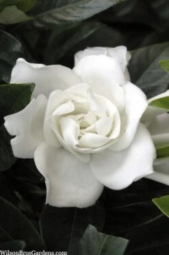Summer Snow Gardenia - 3 Gallon Pot