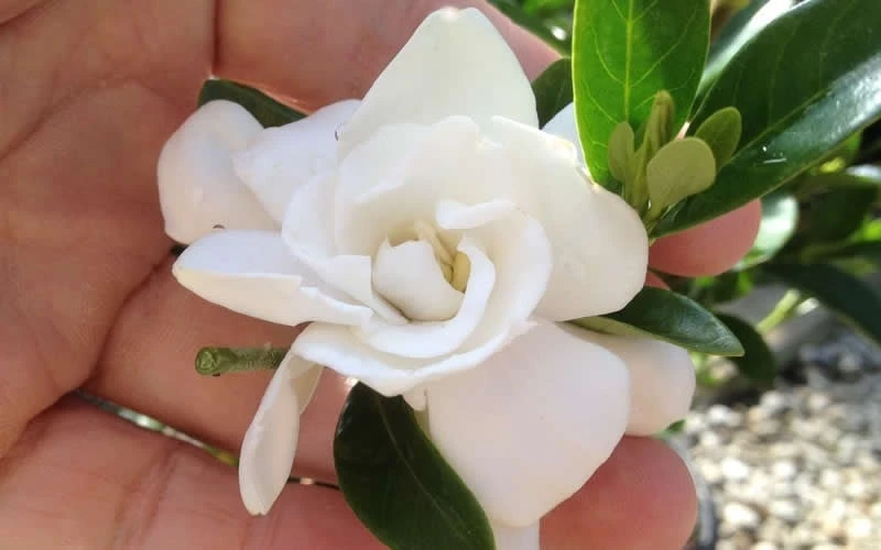 Jubilation Gardenia - 3 Gallon Pot - Image 4