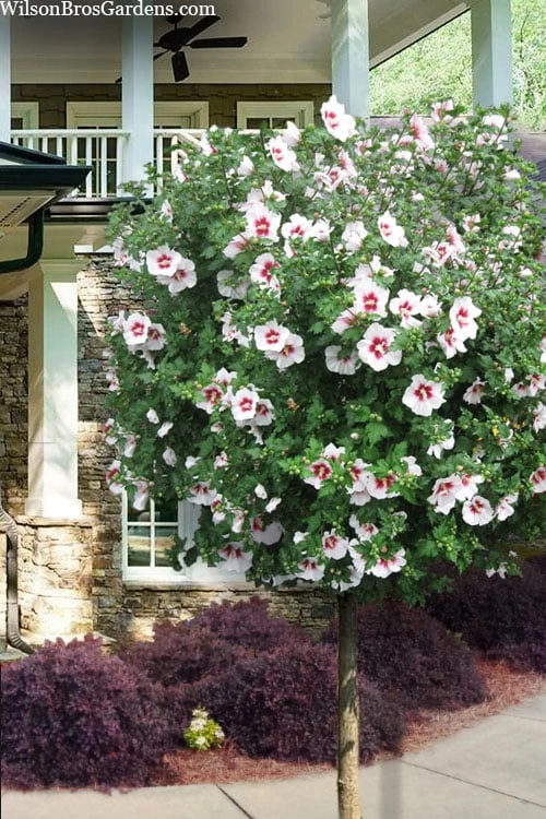 Morning Star Rose Of Sharon (Single Trunk Tree) - 7 Gallon Pot (3-4')