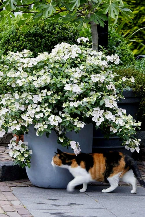 Fairytrail Bride Cascade Hydrangea - 3 Gallon Pot - Image 5