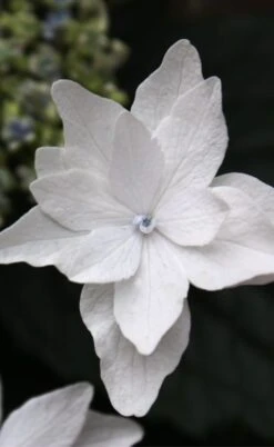 Fuji Waterfall Hydrangea - 1 Gallon Pot