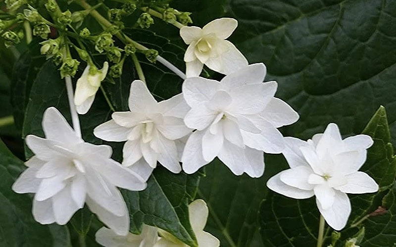 Fuji Waterfall Hydrangea - 3 Gallon Pot - Image 4