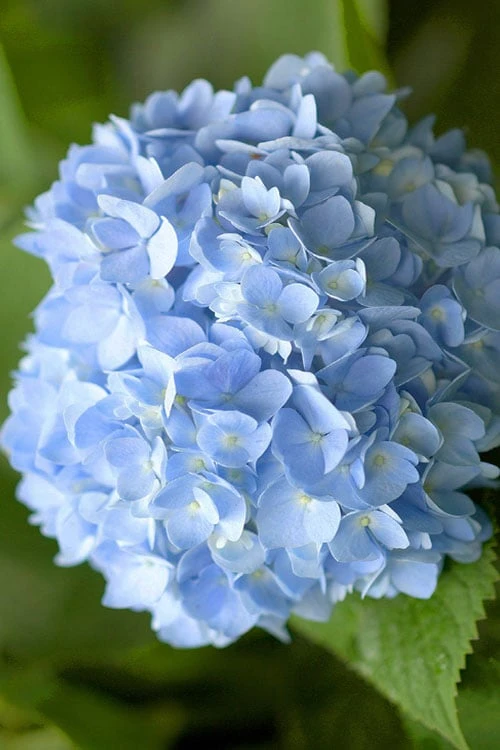 Penny Mac Hydrangea - 1 Gallon Pot - Image 4
