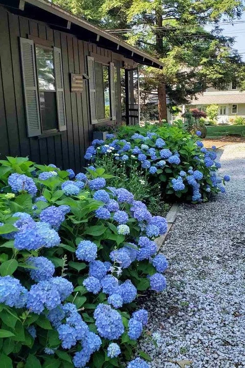 Penny Mac Hydrangea - 1 Gallon Pot - Image 5