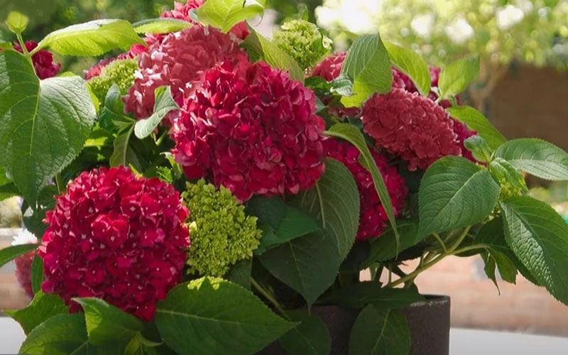 Red Sensation Hydrangea - 3 Gallon Pot - Image 6