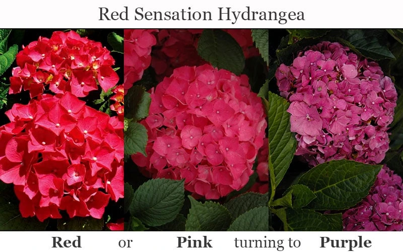 Red Sensation Hydrangea - 3 Gallon Pot - Image 7