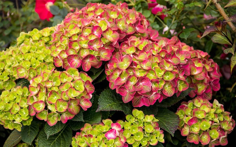 Tilt-A-Swirl Hydrangea - 3 Gallon Pot - Image 7