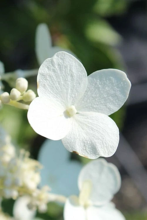 Kyushu Hydrangea - 3 Gallon Pot - Image 6