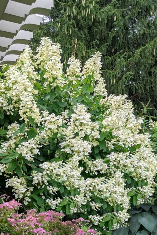 Kyushu Hydrangea - 3 Gallon Pot - Image 4