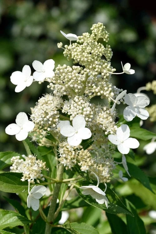 Kyushu Hydrangea - 3 Gallon Pot