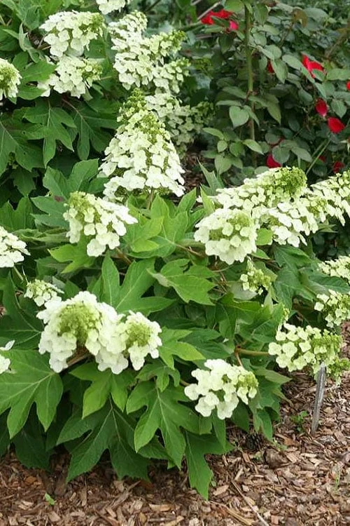 Pee Wee Dwarf Oakleaf Hydrangea - 2 Gallon Pot - Image 8