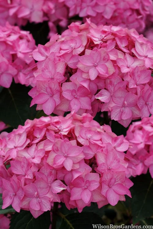 Let's Dance 'Can Do' Hydrangea - 3 Gallon Pot - Image 8