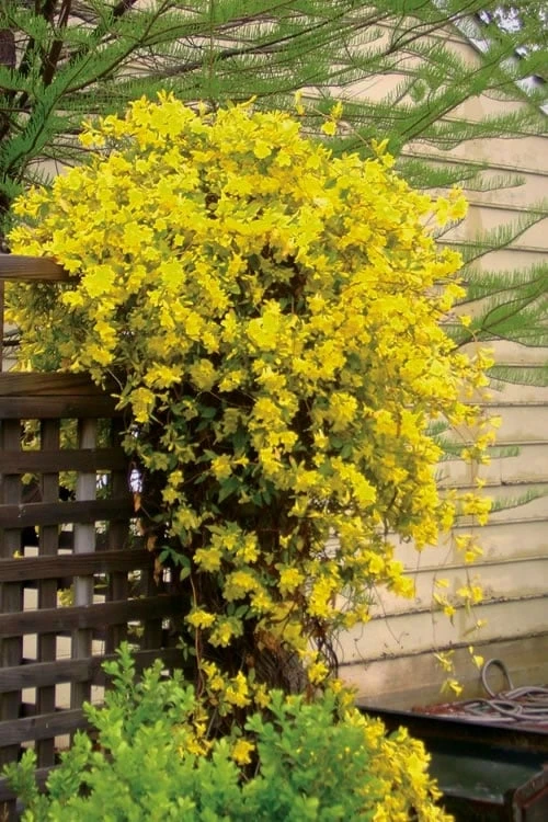 Carolina Yellow Jasmine (Jessamine) Gelsemium Sempervirens - 1 Gallon Pot - Image 4