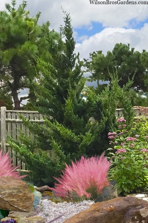 Hollywood Torulosa Juniper - 2 Gallon Pot - Image 8